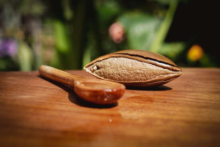 Aceite de hueso de mamey